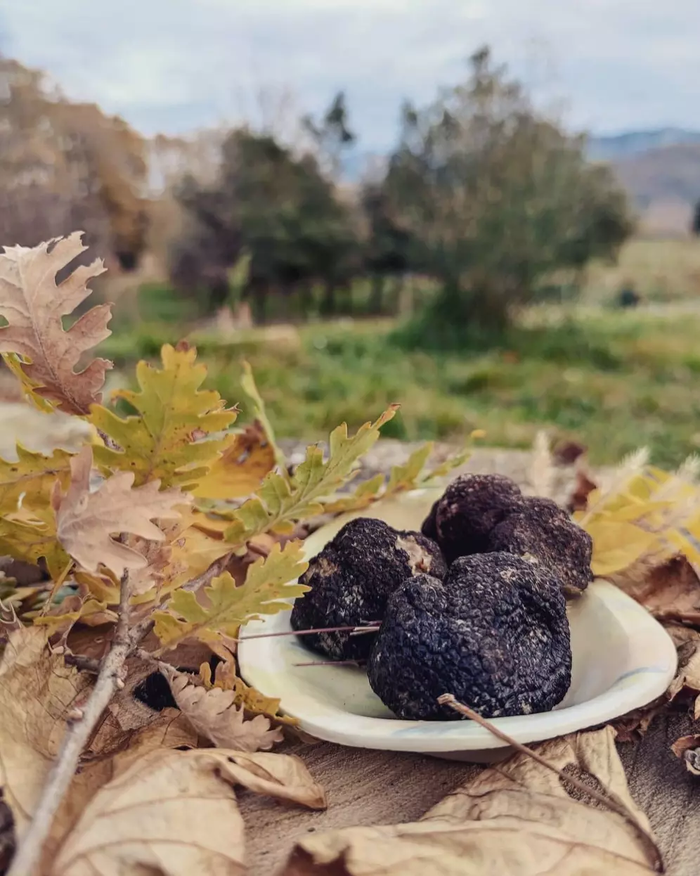 Truffes noires de la Drôme